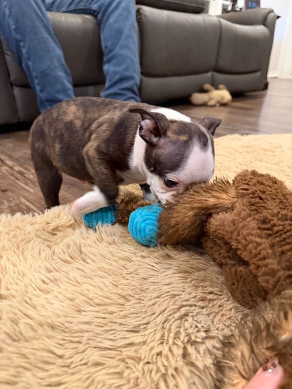 Bono, handsome male Boston r eekw