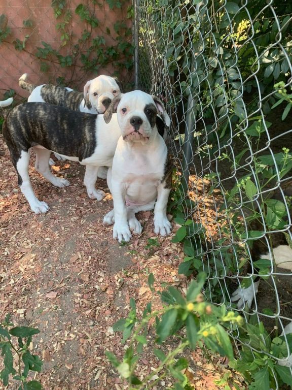 NKC American Bulldog Puppies; Johnson Bloodlines; Loving, Loyal, and Protective