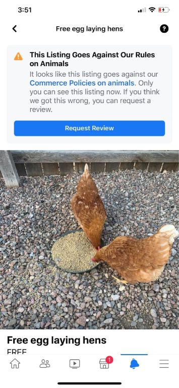 Free egg laying hens. We will be moving and can't take them with us.