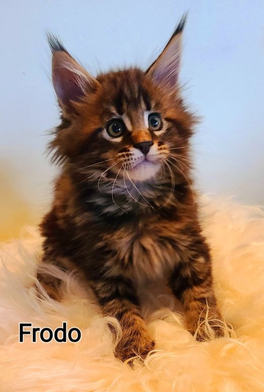 Maine Coon kittens for sale