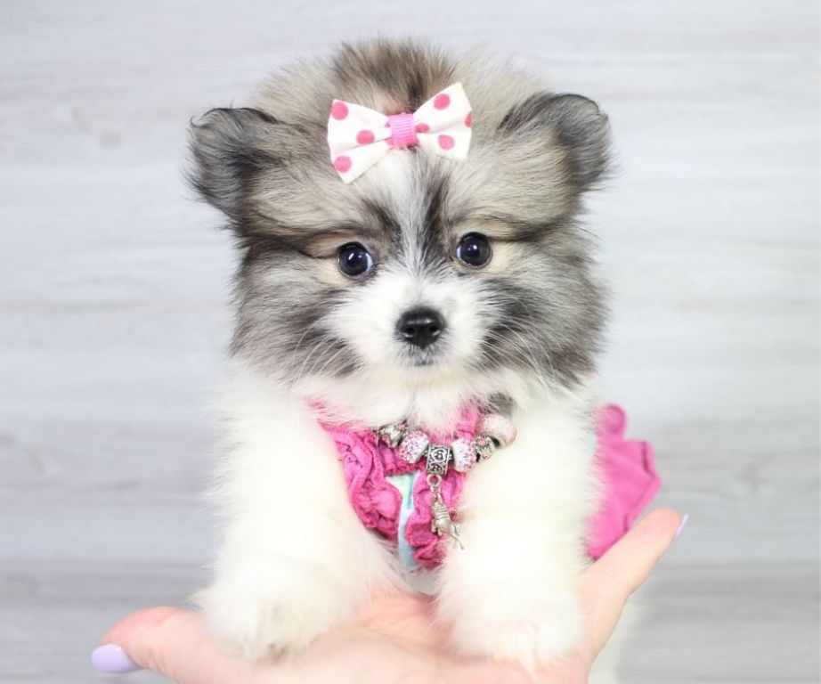 Beautiful Pomeranian Puppy