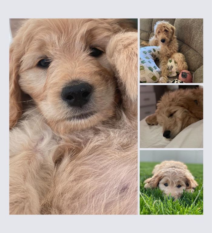 Goldendoodle Pups
