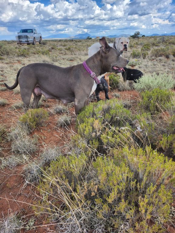 Large Boxer/Pitbulls