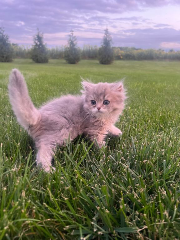 Scottish kitten