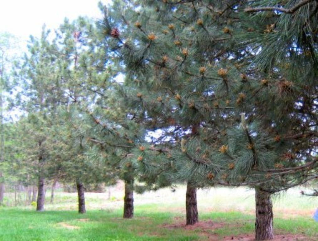 Save TREES fight Climate Change with BEYOND Plant Amendment™  Earth friendly -  treat plants & trees