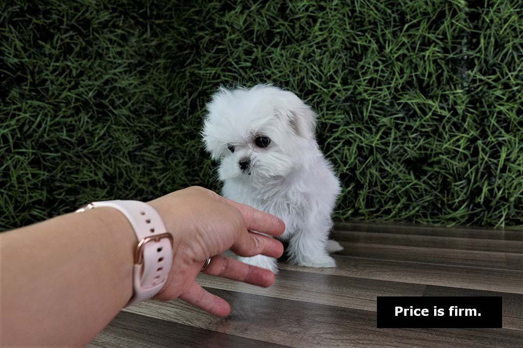 Teacup Maltese puppy pups