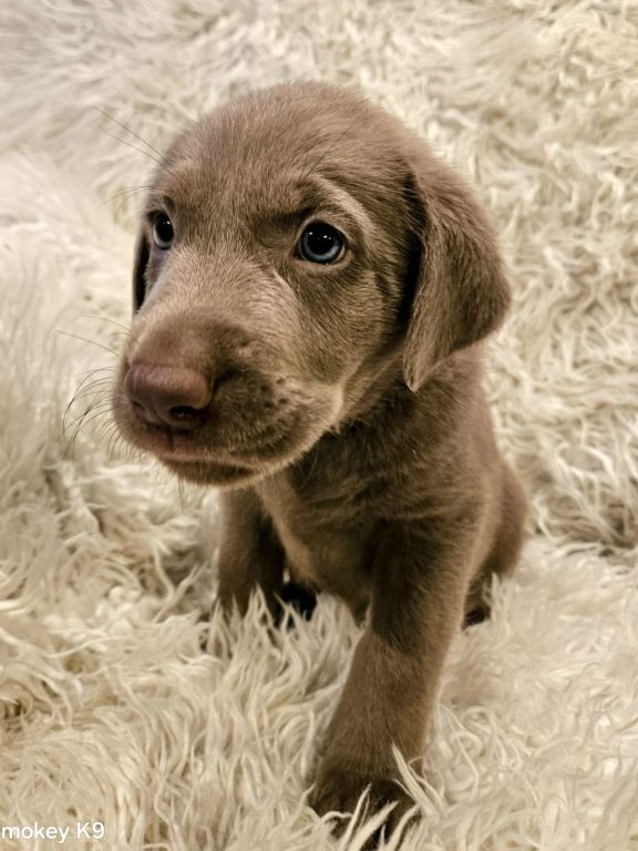 Silver Lab Puppies