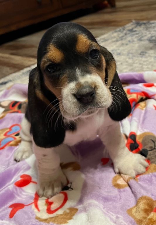 Akc Basset Hound puppies