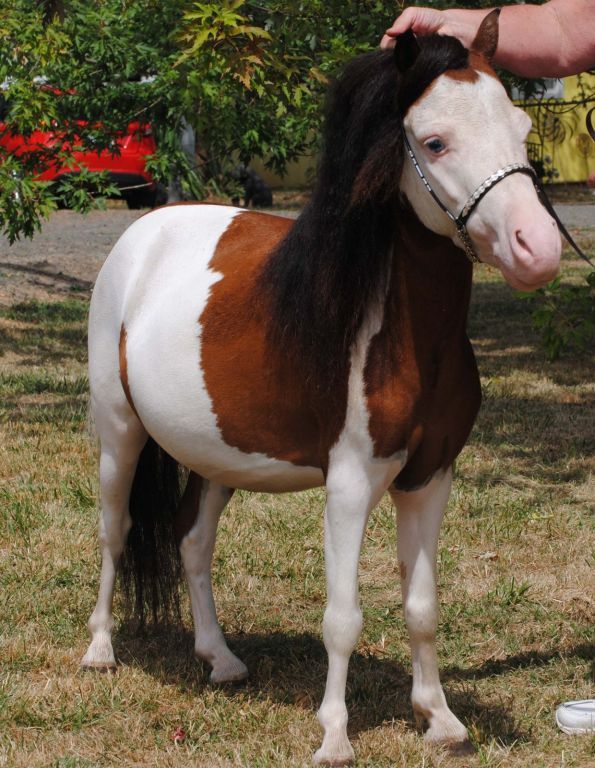 Miniature horses for sale