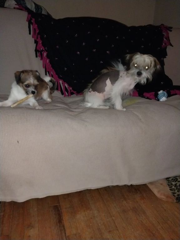 Chinese crested females 7 months old...