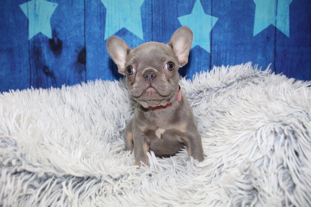 AKC French Bulldog