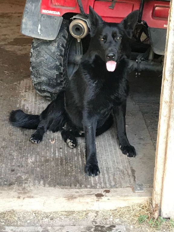 German shepherd puppies