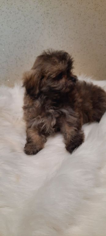 Toy poodles Schnoodles,shihtzus, yorkies,wauzers