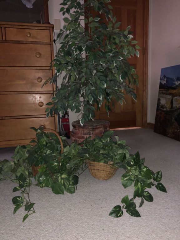 Fake Plants