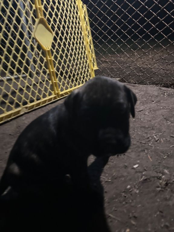 Presa Canario puppies