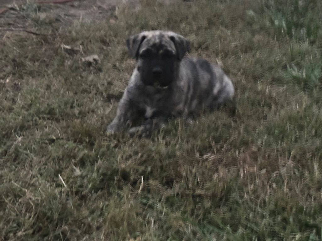 Presa Canario puppies