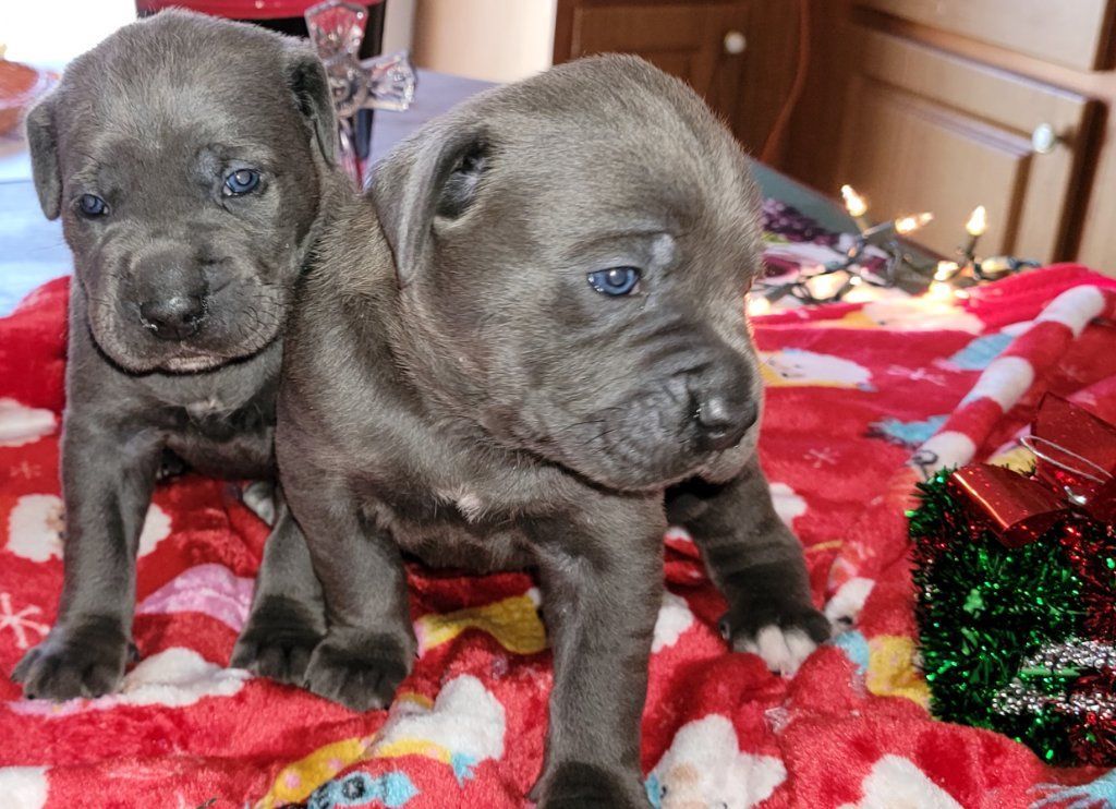 Ultimate Protection Cane Corsos World Champion Bloodlines