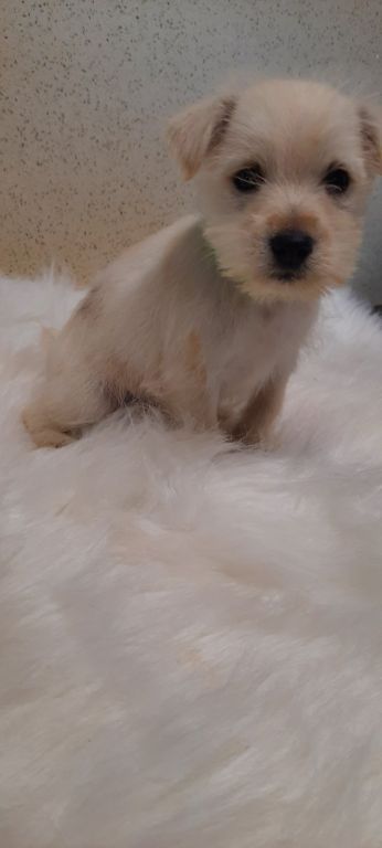 Toy poodles Schnoodles,shihtzus, yorkies,wauzers