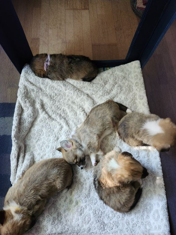5 beautiful Pembroke Welsh Corgi puppies