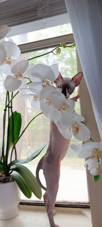 Handsome Sphynx Kitten White Male