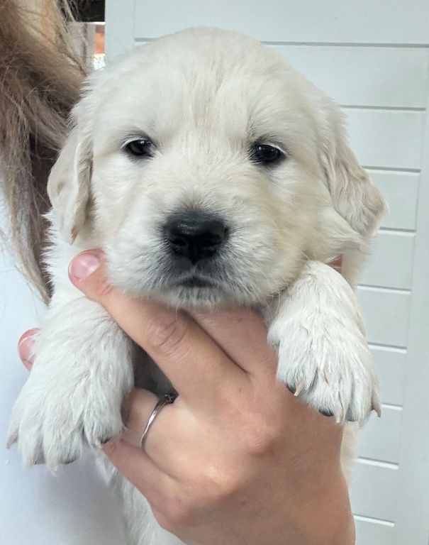 AKC English cream golden retrievers