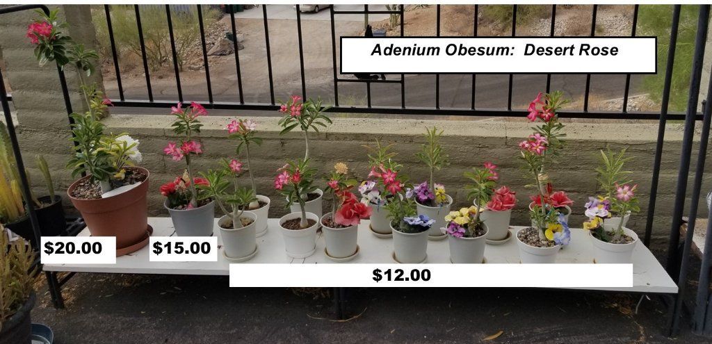 Cacti & Plant Sale!  EVERYTHING MUST GO!!!!