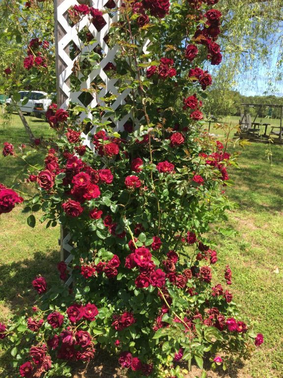 14.9 Acres With Mobile Home Near Parksley VA - SOLD!