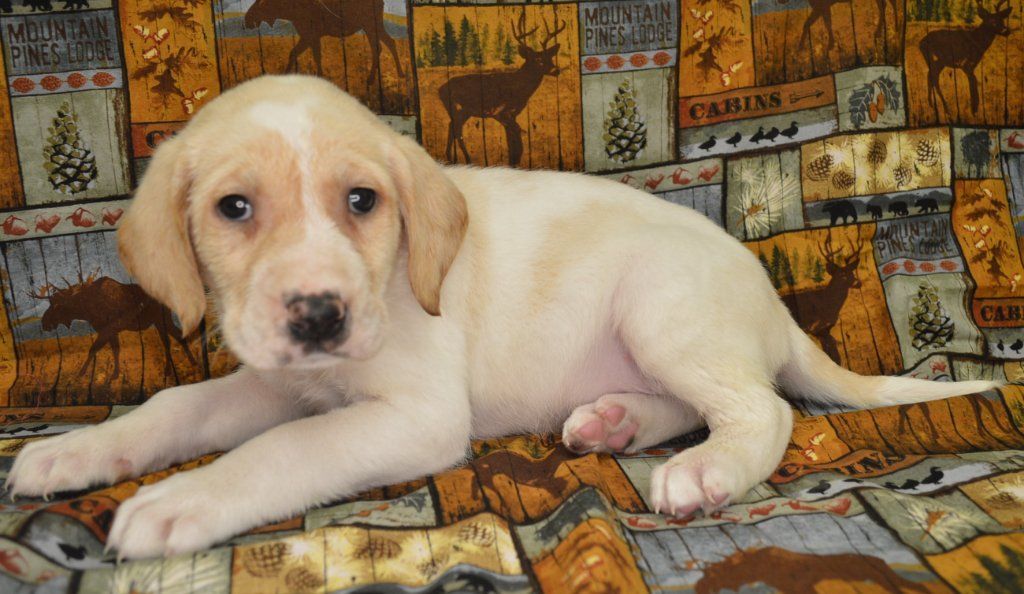 Labrador Hybrid Retriever Puppies