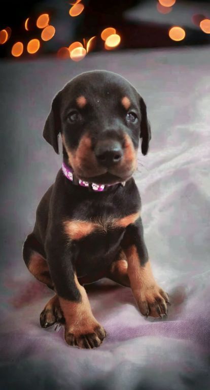 Doberman Pinscher puppies