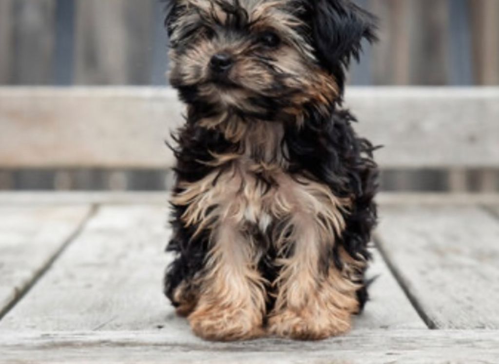 Morkie pups $1,200-$1,500 Macon Ga area
