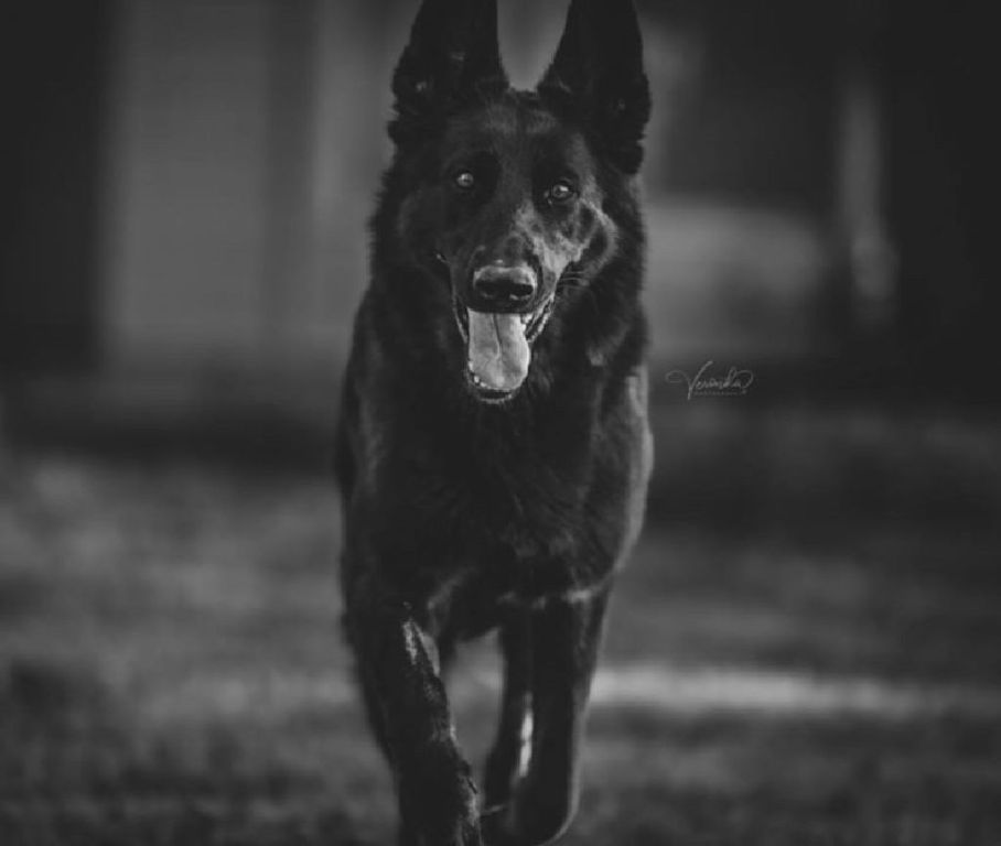 Husband for my female