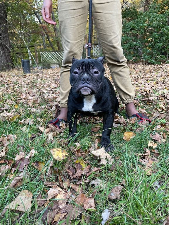 Male Exotic Bully Pup( UKC Papers in Hand)(813-330-9033)