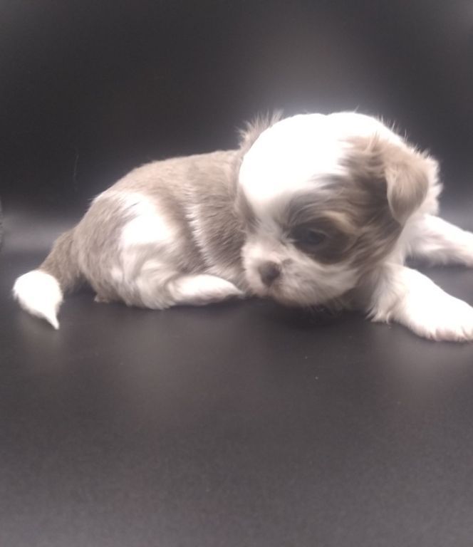 Tiny Imperial AKC Shih Tzu Puppies M-F