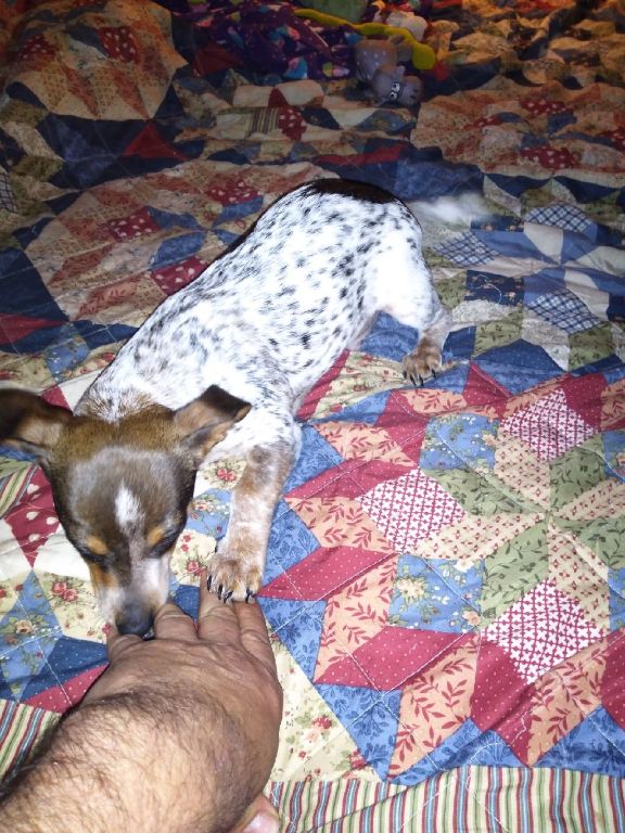2 month old red headed chiweenie puppy