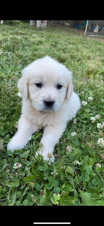 AKC English Cream Golden Retriever Puppies
