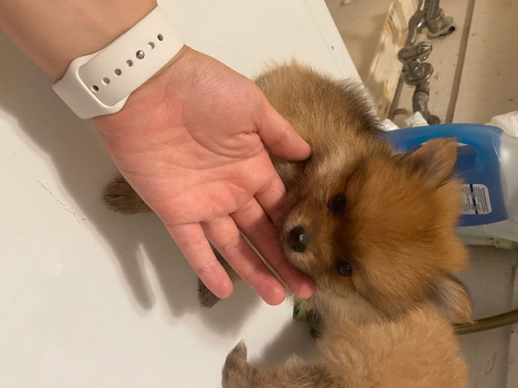 Full Pomeranian puppies