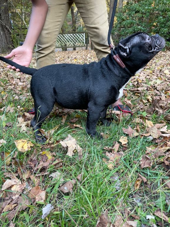 Male Exotic Bully Pup( UKC Papers in Hand)(813-330-9033)
