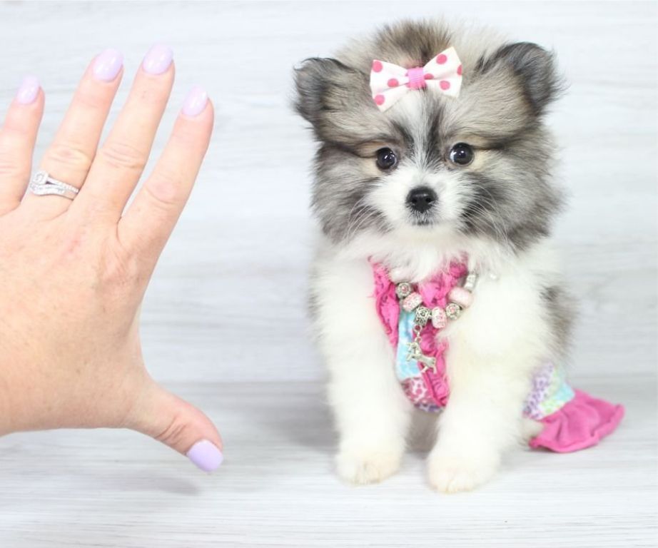 Beautiful Pomeranian Puppy
