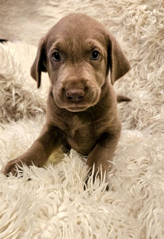 Silver Lab Puppies