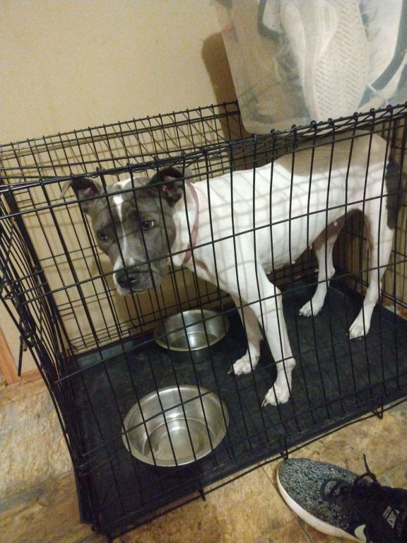 Free to good home 2 year old.female blue nose pit