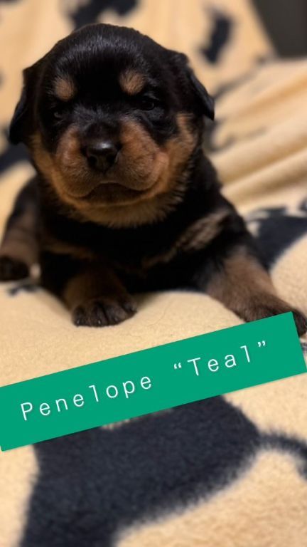 AKC German Rottweiler Puppies