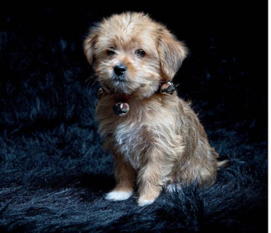 Morkie pups $1,200-$1,500 Macon Ga area