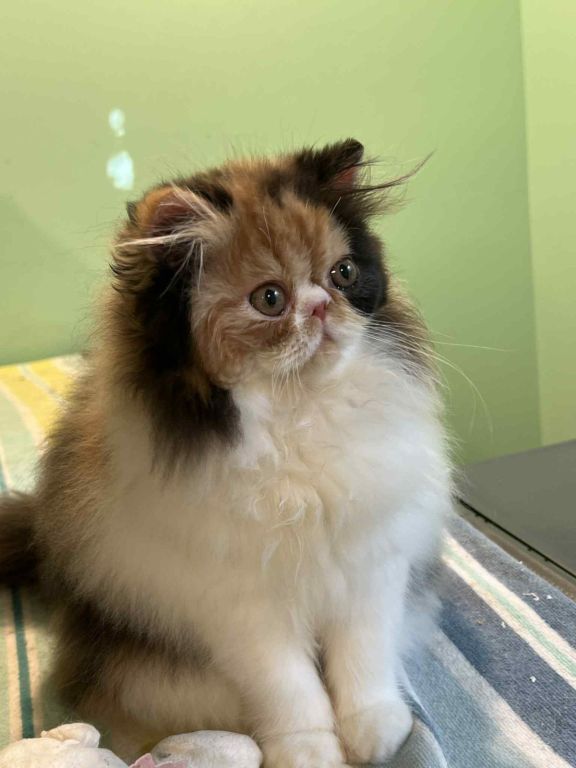 Adorable calico Persian girl