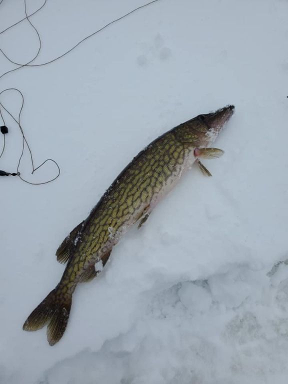 Shiners Ice Fishing Bait Medium Shiners and Heavy Medium Shiners