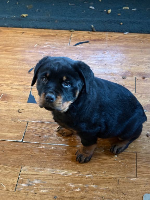 Rottweiler puppies