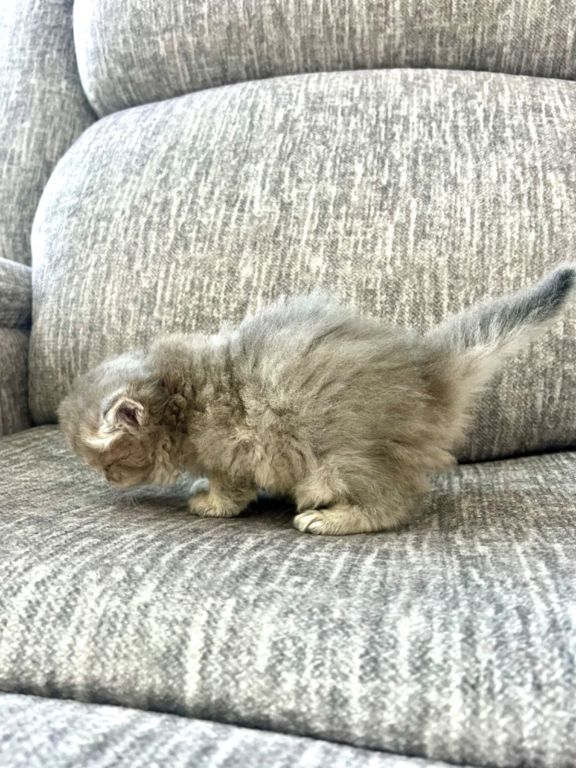 Scottish longhair kitten