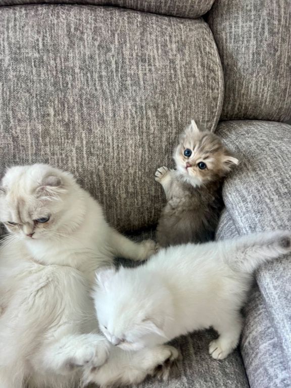 Scottish longhair kitten