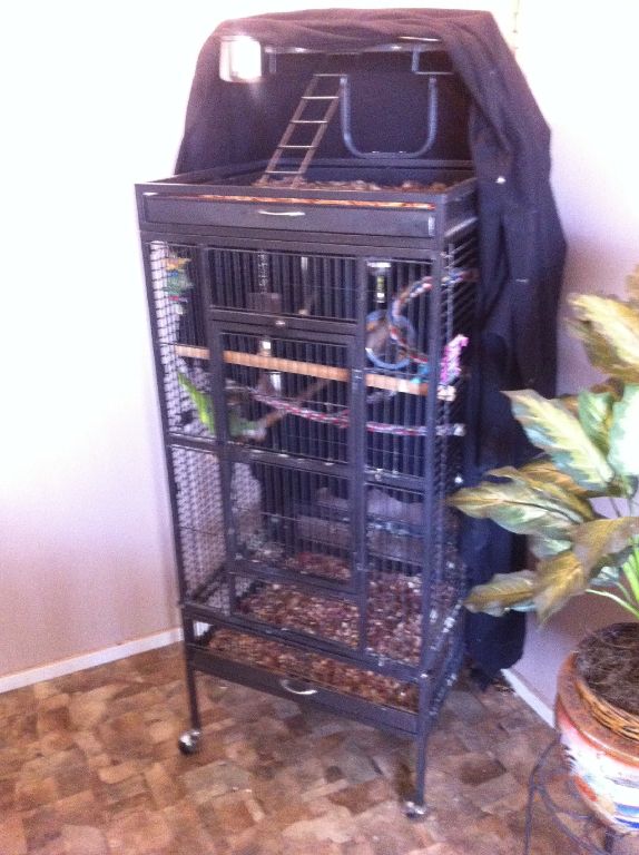 Talking Quacker Parrot!