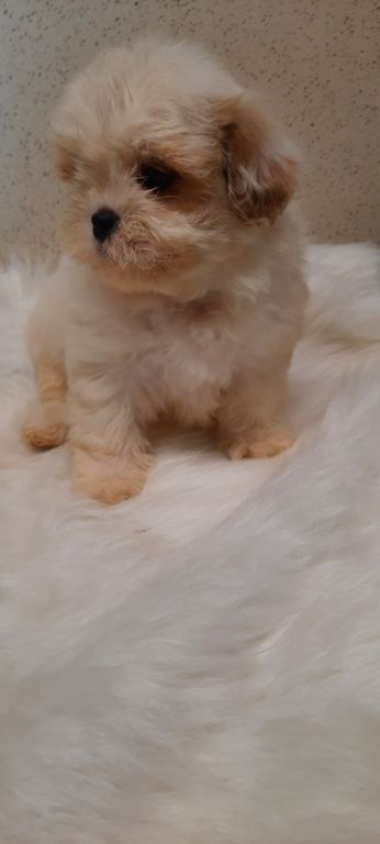 Toy poodles Schnoodles,shihtzus, yorkies,wauzers