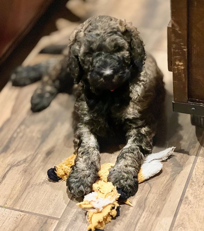 Labradoodle Female Pup